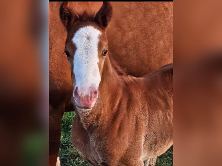 Paint Horse Stallion  15,1 hh Chestnut-Red in Barßel