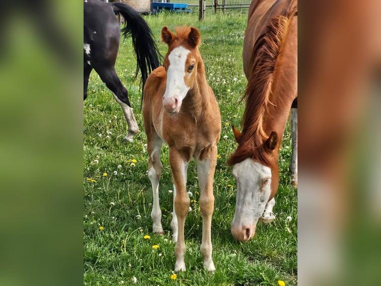 Paint Horse Stallion  15,1 hh Chestnut-Red in Barßel