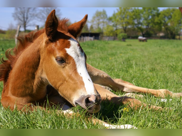 Paint Horse Stallion  15,1 hh Chestnut in Velpke