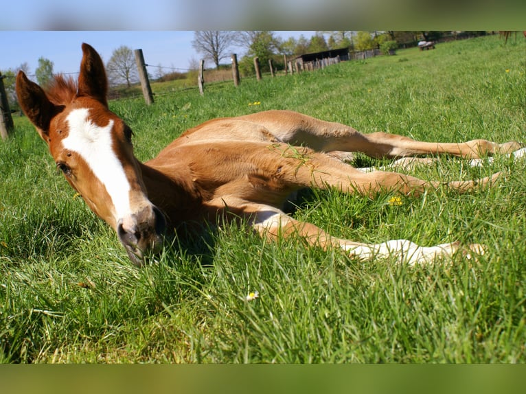Paint Horse Stallion  15,1 hh Chestnut in Velpke