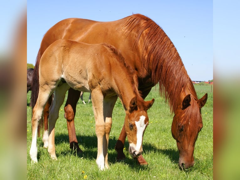 Paint Horse Stallion  15,1 hh Chestnut in Velpke