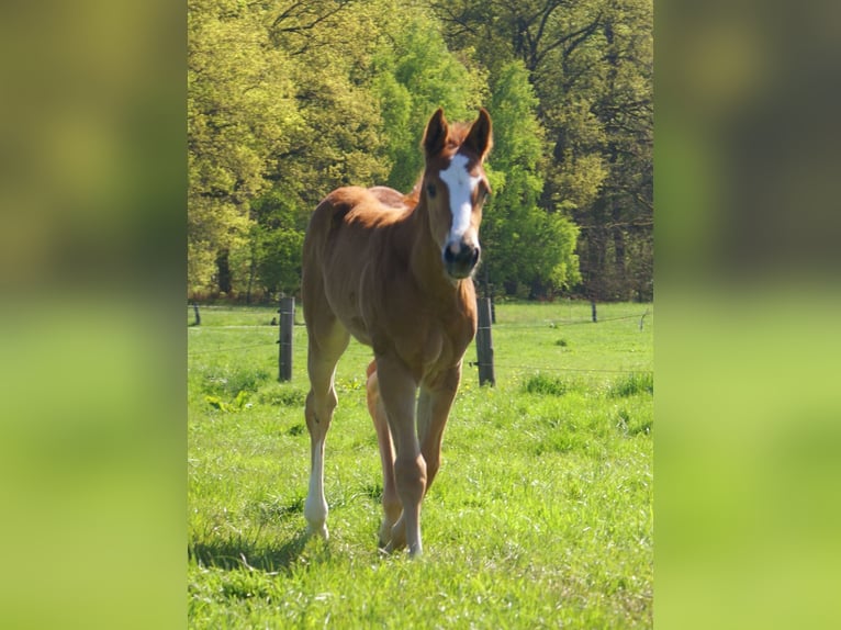 Paint Horse Stallion  15,1 hh Chestnut in Velpke