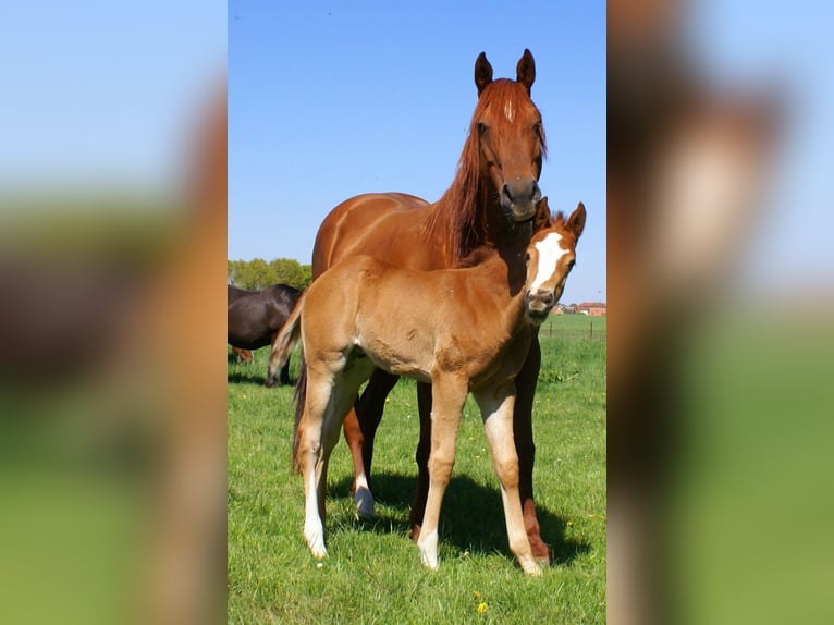Paint Horse Stallion  15,1 hh Chestnut in Velpke