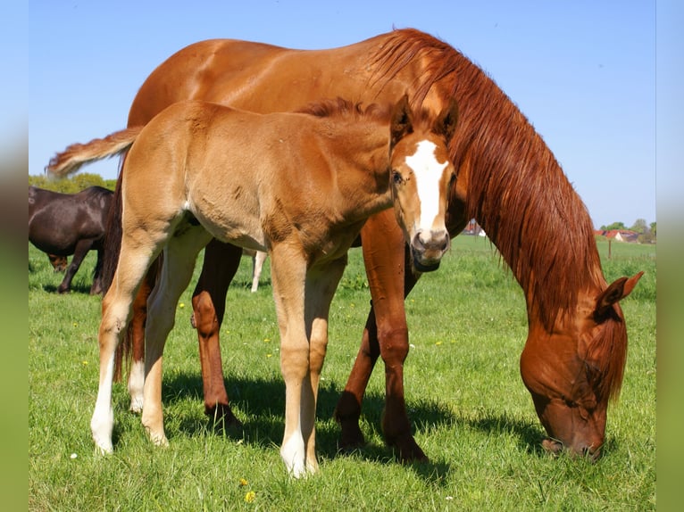 Paint Horse Stallion  15,1 hh Chestnut in Velpke