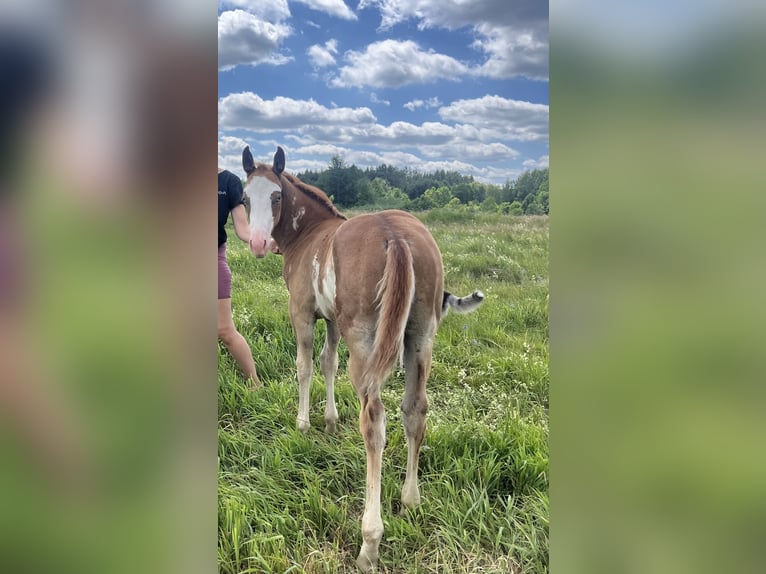 Paint Horse Mix Stallion Foal (04/2025) 15,1 hh Overo-all-colors in Mosty