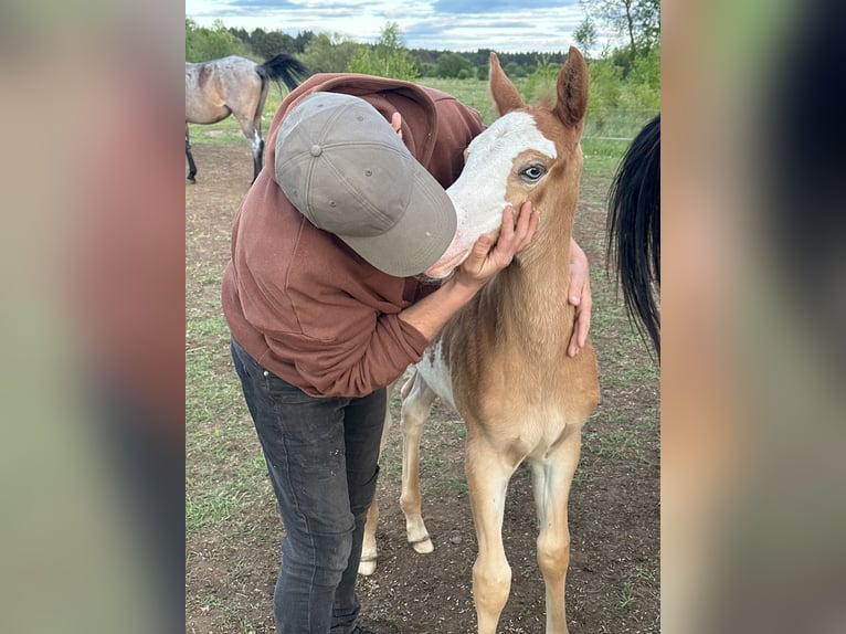 Paint Horse Mix Stallion Foal (04/2025) 15,1 hh Overo-all-colors in Mosty