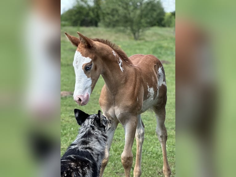 Paint Horse Mix Stallion Foal (04/2025) 15,1 hh Overo-all-colors in Mosty