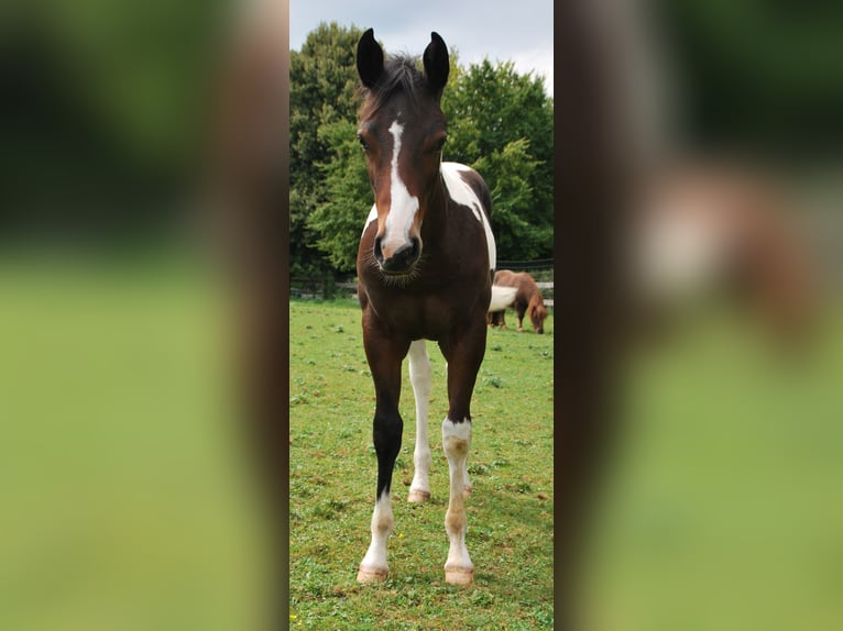 Paint Horse Stallion Foal (03/2025) 15,2 hh Bay-Dark in Egmating