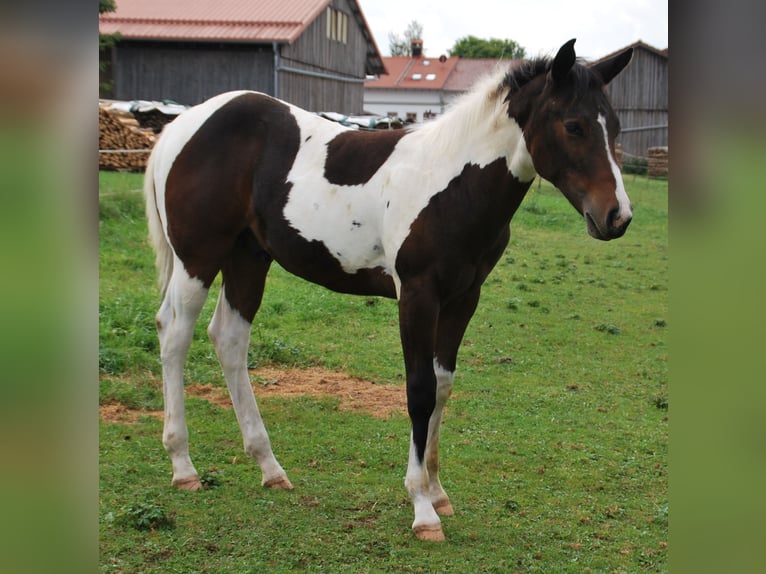 Paint Horse Stallion Foal (03/2025) 15,2 hh Bay-Dark in Egmating