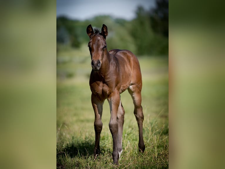Paint Horse Stallion 15,2 hh Bay in Zakupy Paint Horse Stallion 15,2 hh Bay in Zakupy