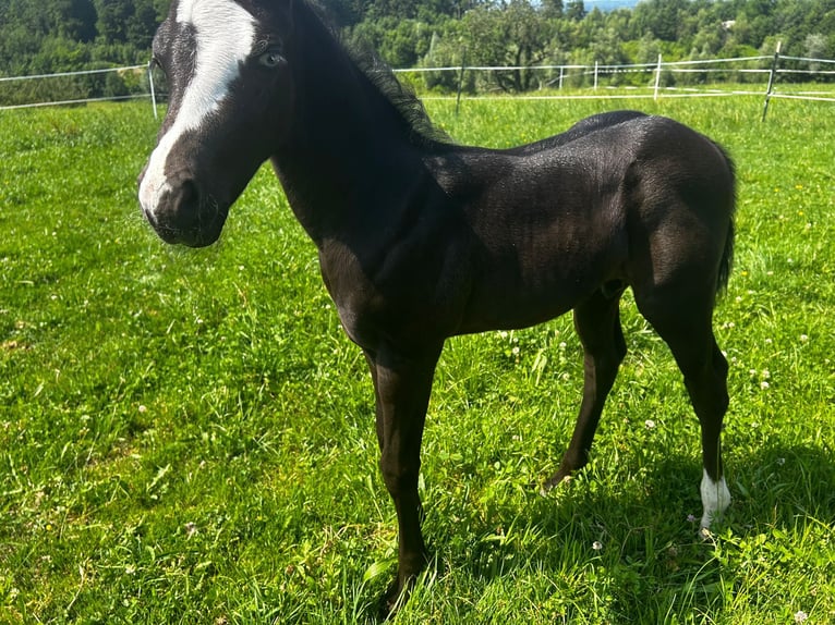 Paint Horse Stallion Foal (06/2025) 15,2 hh Black in Rohrdorf