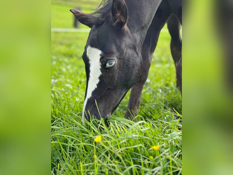 Paint Horse Stallion Foal (06/2025) 15,2 hh Black in Rohrdorf