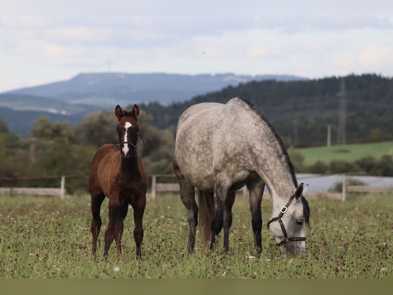 Paint Horse Mix Stallion Foal (07/2025) 16 hh Can be white in Dauchingen