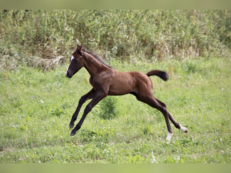 Paint Horse Mix Stallion Foal (07/2025) 16 hh Can be white in Dauchingen
