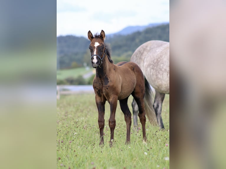 Paint Horse Mix Stallion Foal (07/2025) 16 hh Can be white in Dauchingen