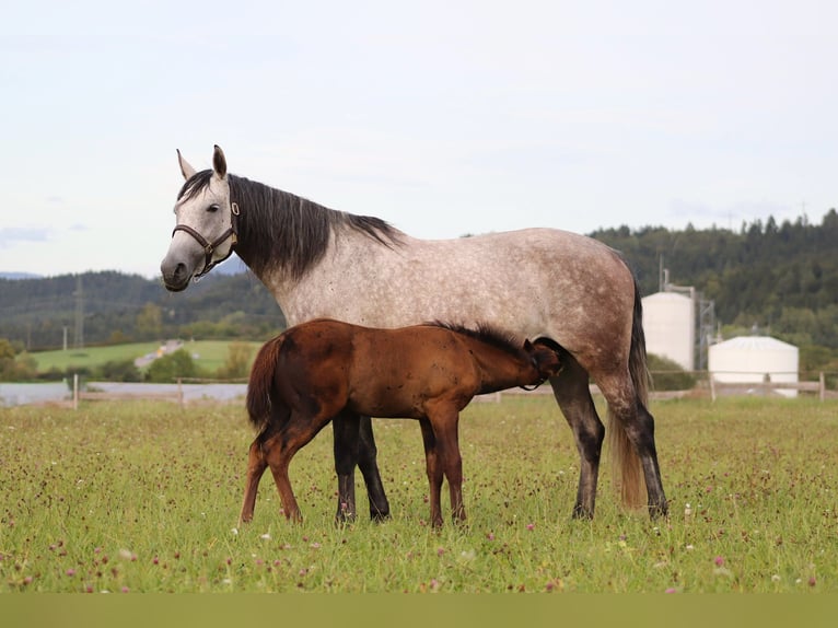 Paint Horse Mix Stallion Foal (07/2025) 16 hh Can be white in Dauchingen