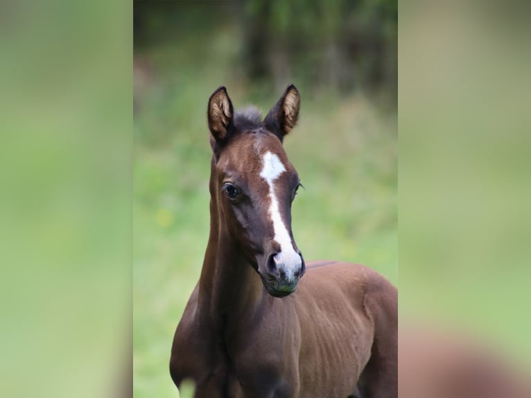 Paint Horse Mix Stallion Foal (07/2025) 16 hh Can be white in Dauchingen