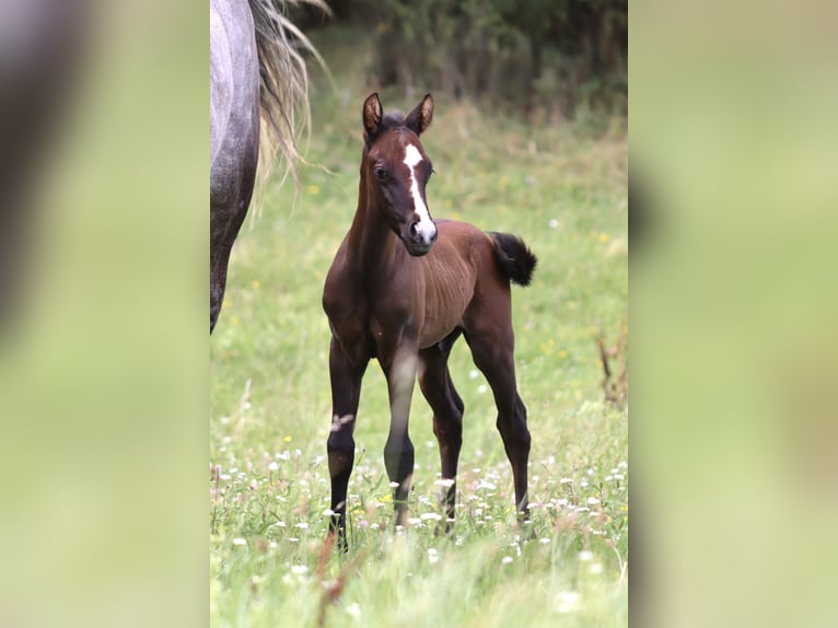 Paint Horse Mix Stallion Foal (07/2025) 16 hh Can be white in Dauchingen