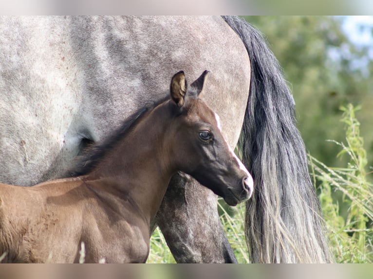 Paint Horse Mix Stallion Foal (07/2025) 16 hh Can be white in Dauchingen