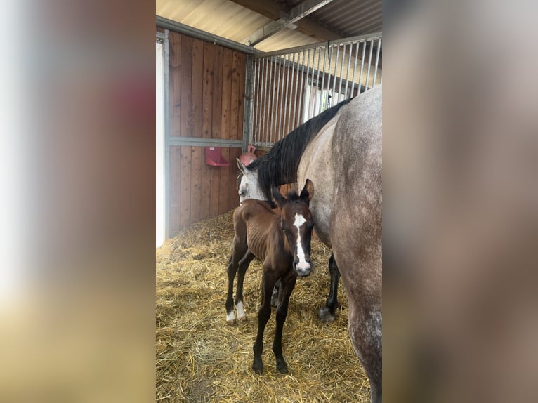 Paint Horse Mix Stallion Foal (07/2025) 16 hh Can be white in Dauchingen