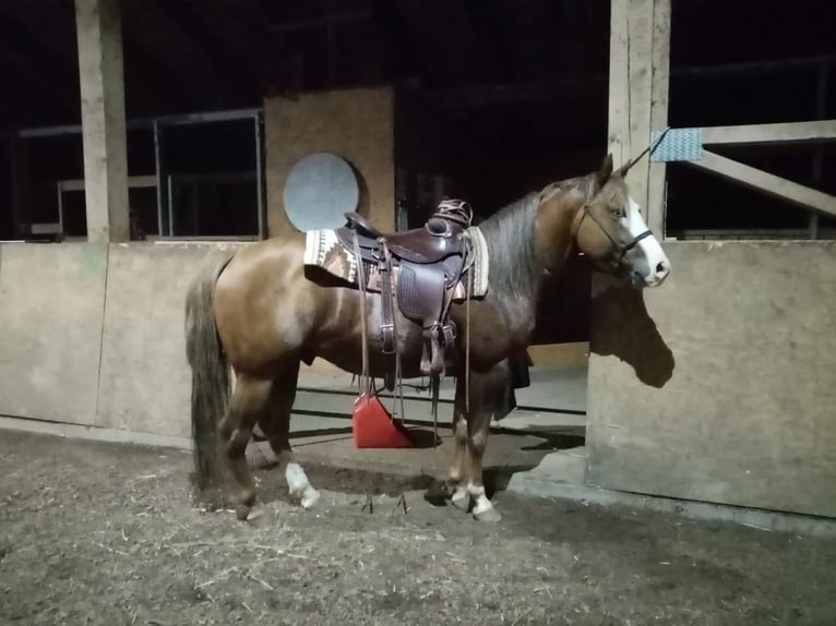 Paint Horse Mix Stallion Foal (07/2025) 16 hh Can be white in Dauchingen