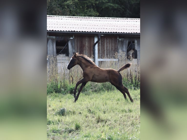 Paint Horse Mix Stallion Foal (07/2025) 16 hh Can be white in Dauchingen