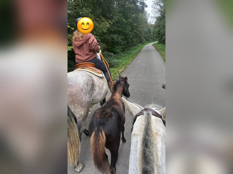 Paint Horse Mix Stallion Foal (07/2025) 16 hh Can be white in Dauchingen