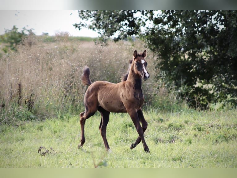 Paint Horse Mix Stallion Foal (07/2025) 16 hh Can be white in Dauchingen