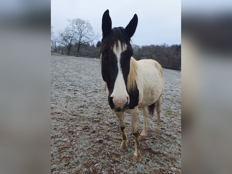 Paint Horse Stallion Foal (05/2024) 9,2 hh Roan-Blue in Beaumont