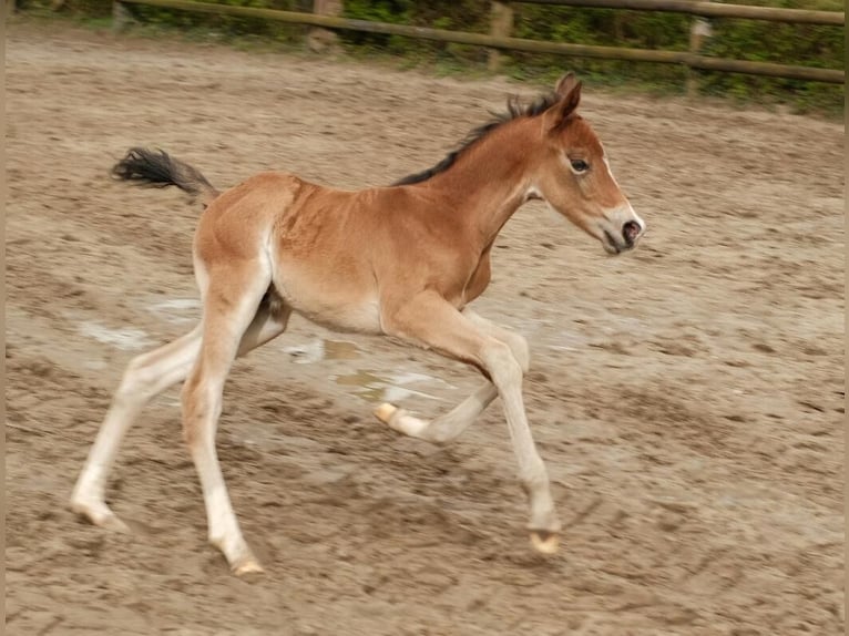 Paint Horse Stallion Foal (03/2024) Brown in Ritterhude