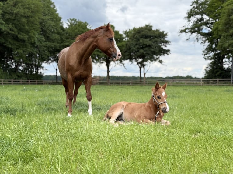 Paint Horse Stallion  Chestnut-Red in Lahn