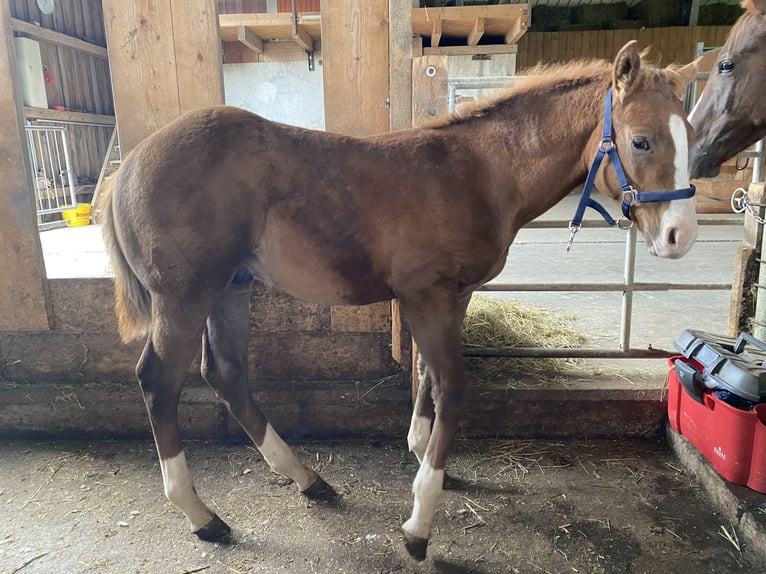 Paint Horse Stallion Foal (06/2024) Chestnut-Red in Rottweil