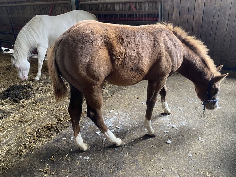 Paint Horse Stallion Foal (06/2024) Chestnut-Red in Rottweil