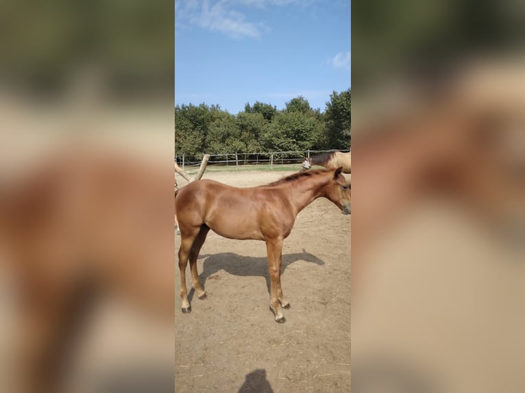 Paint Horse Stallion Foal (04/2024) in Incisa Scapaccino