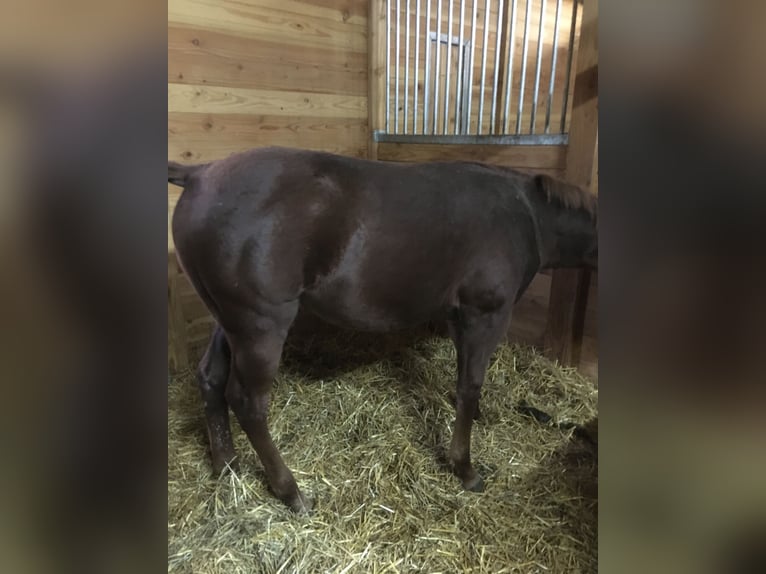 Paint Horse Stallion Foal (04/2024) in Incisa Scapaccino