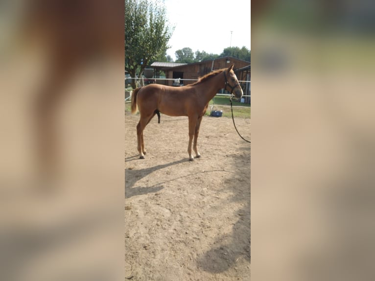 Paint Horse Stallion Foal (04/2024) in Incisa Scapaccino