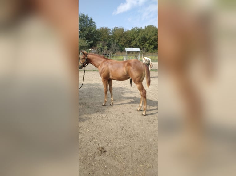 Paint Horse Stallion Foal (04/2024) in Incisa Scapaccino