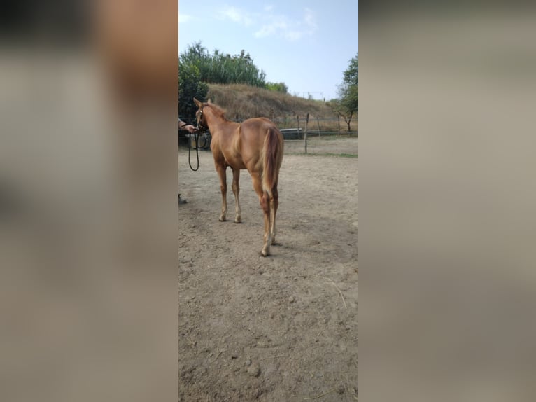 Paint Horse Stallion Foal (04/2024) in Incisa Scapaccino