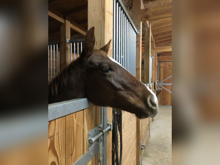 Paint Horse Stallion Foal (04/2024) in Incisa Scapaccino