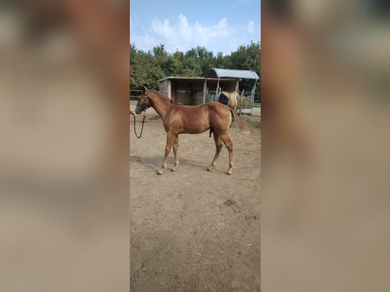 Paint Horse Stallion Foal (04/2024) in Incisa Scapaccino