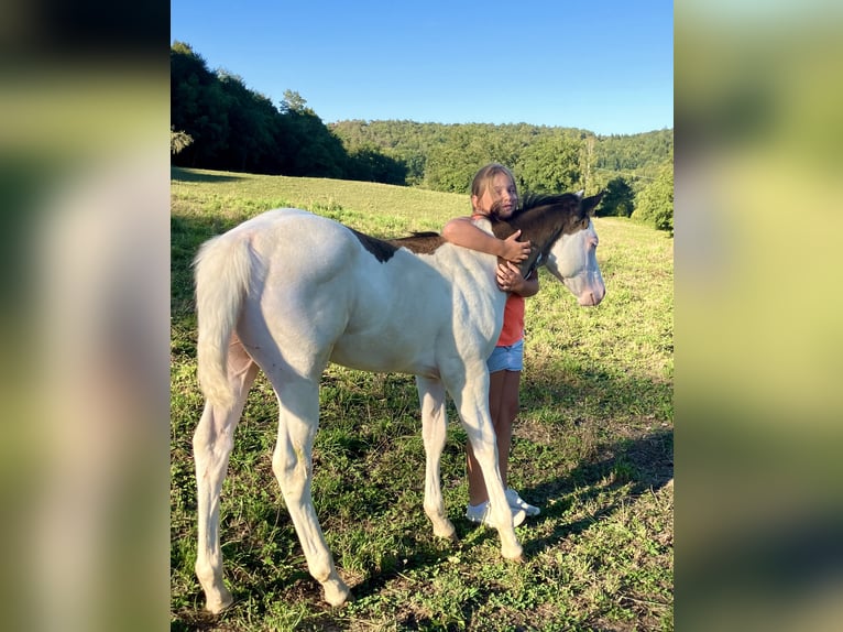 Paint Horse Stallion Foal (05/2025) Overo-all-colors in Sexcles