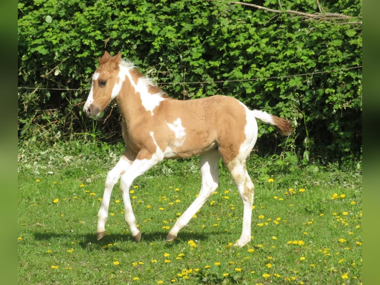 Paint Horse Stallion Foal (03/2024) Red Dun in Glöwen