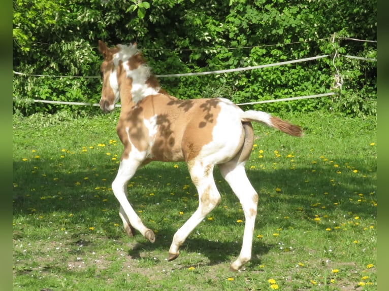 Paint Horse Stallion Foal (03/2024) Red Dun in Glöwen