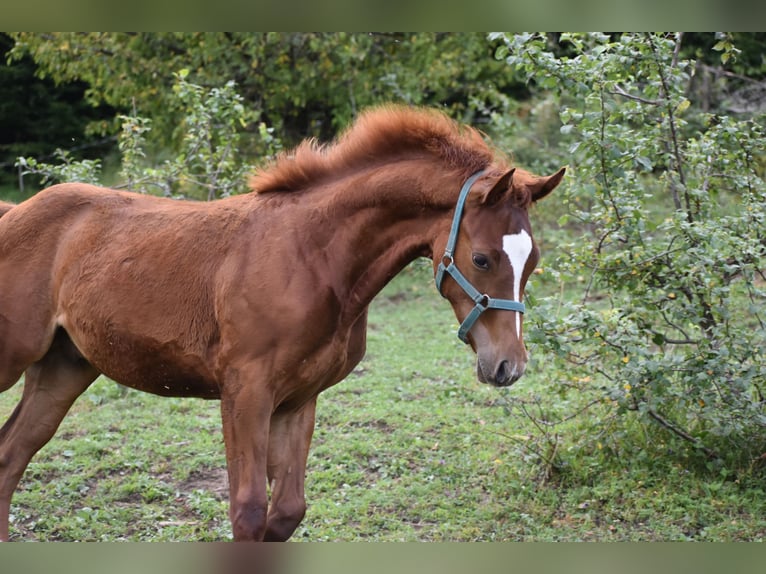 Paint Horse Mix Stallion Foal (02/2025) Sorrel in Lesi&#x10D;no