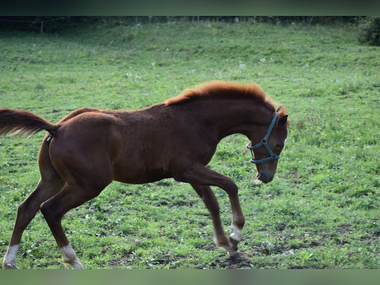 Paint Horse Mix Stallion Foal (02/2025) Sorrel in Lesi&#x10D;no
