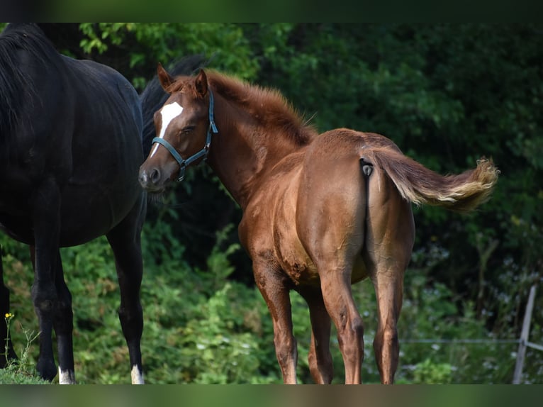 Paint Horse Mix Stallion Foal (02/2025) Sorrel in Lesi&#x10D;no