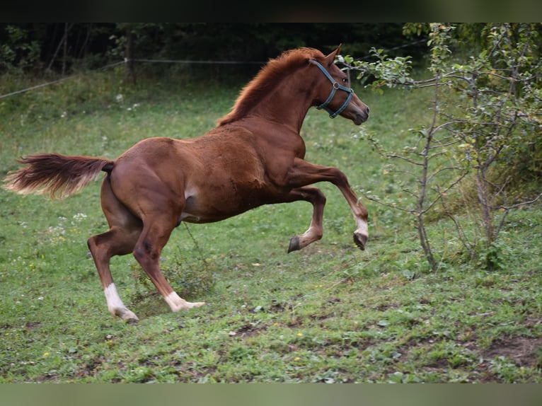 Paint Horse Mix Stallion Foal (02/2025) Sorrel in Lesi&#x10D;no