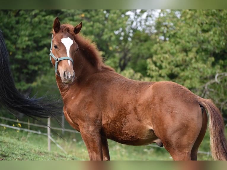 Paint Horse Mix Stallion Foal (02/2025) Sorrel in Lesi&#x10D;no