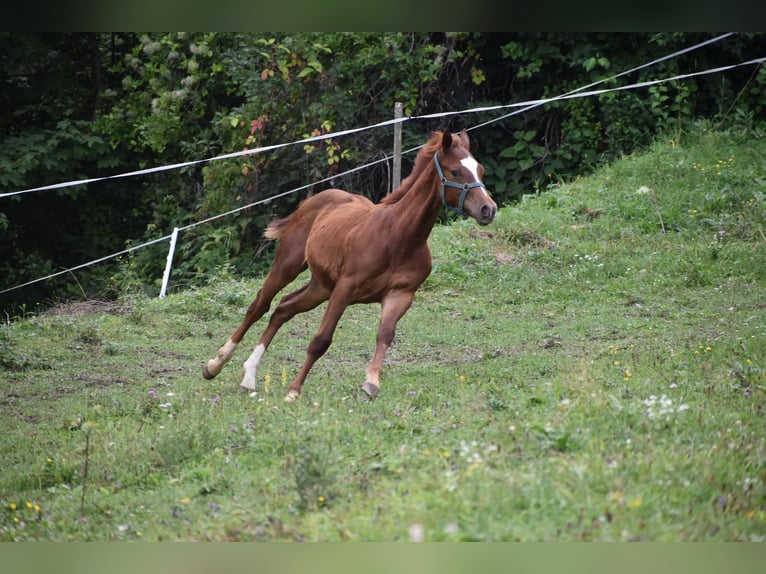 Paint Horse Mix Stallion Foal (02/2025) Sorrel in Lesi&#x10D;no