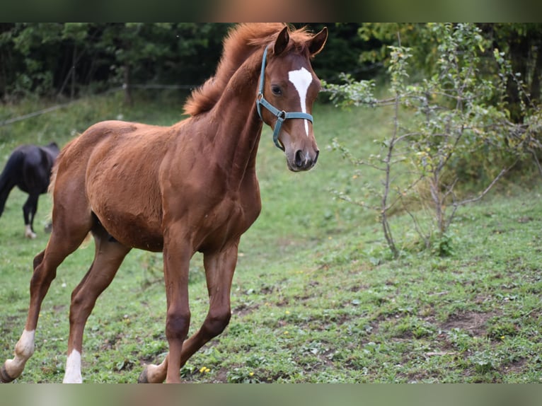Paint Horse Mix Stallion Foal (02/2025) Sorrel in Lesi&#x10D;no